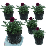 Set of 3 or 6 Lobelia Starship Burgundy Upright Hardy Perennial Plants, Outdoor Garden Ready, 1 Litre Root Ball - Frankton's