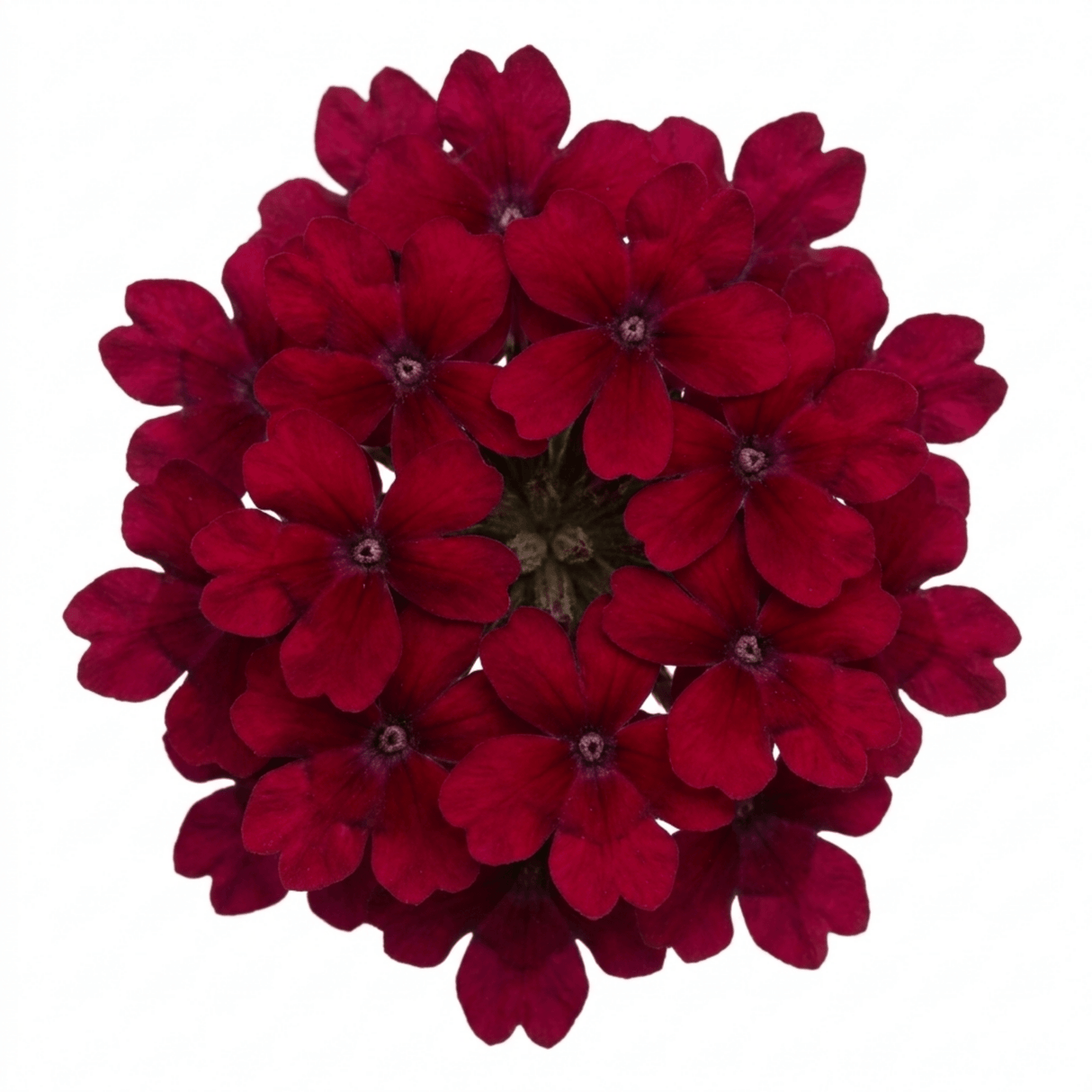 Set of 3 or 6 Lobelia Starship Burgundy Upright Hardy Perennial Plants, Outdoor Garden Ready, 1 Litre Root Ball - Frankton's