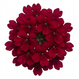 Set of 3 or 6 Lobelia Starship Burgundy Upright Hardy Perennial Plants, Outdoor Garden Ready, 1 Litre Root Ball - Frankton's