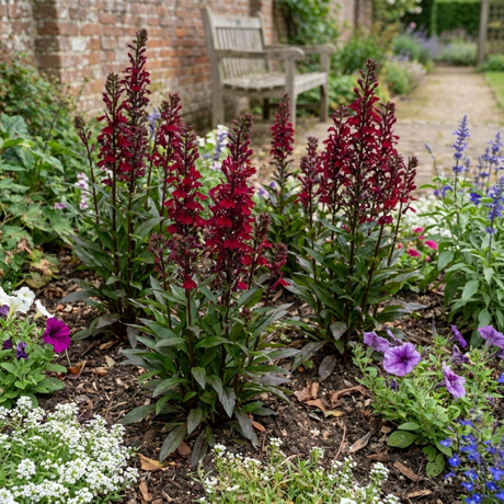 Set of 3 or 6 Lobelia Starship Burgundy Upright Hardy Perennial Plants, Outdoor Garden Ready, 1 Litre Root Ball - Frankton's
