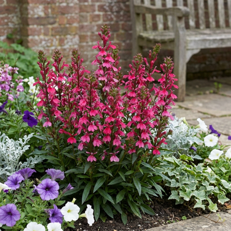 Set of 3 or 6 Lobelia Starship Deep Rose Upright Hardy Perennial Plants, Summer Garden Ready, 1 Litre Root Ball - Frankton's