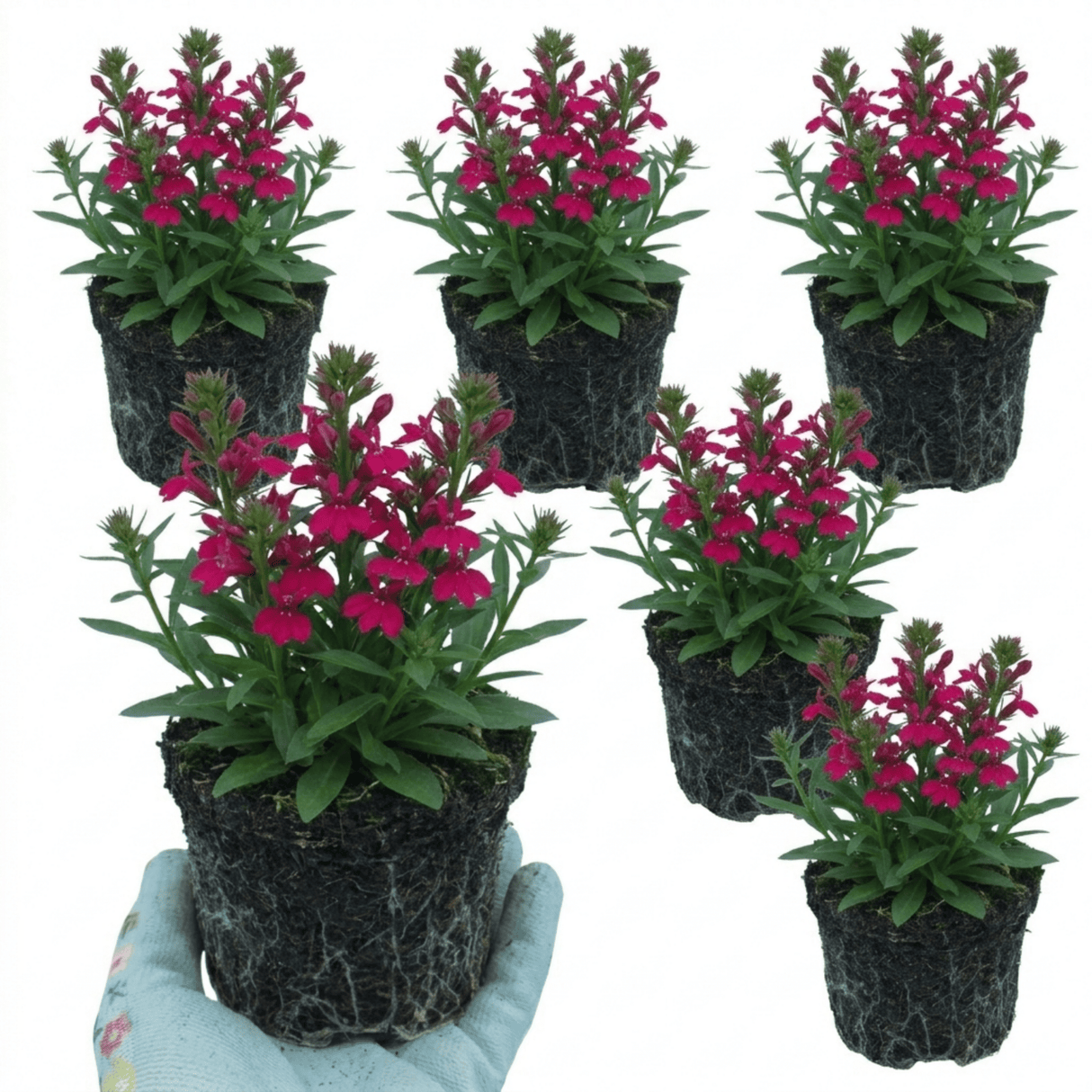 Set of 3 or 6 Lobelia Starship Deep Rose Upright Hardy Perennial Plants, Summer Garden Ready, 1 Litre Root Ball - Frankton's
