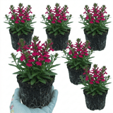 Set of 3 or 6 Lobelia Starship Deep Rose Upright Hardy Perennial Plants, Summer Garden Ready, 1 Litre Root Ball - Frankton's