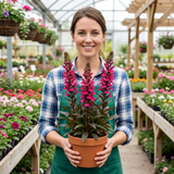 Set of 3 or 6 Lobelia Starship Deep Rose Upright Hardy Perennial Plants, Summer Garden Ready, 1 Litre Root Ball - Frankton's