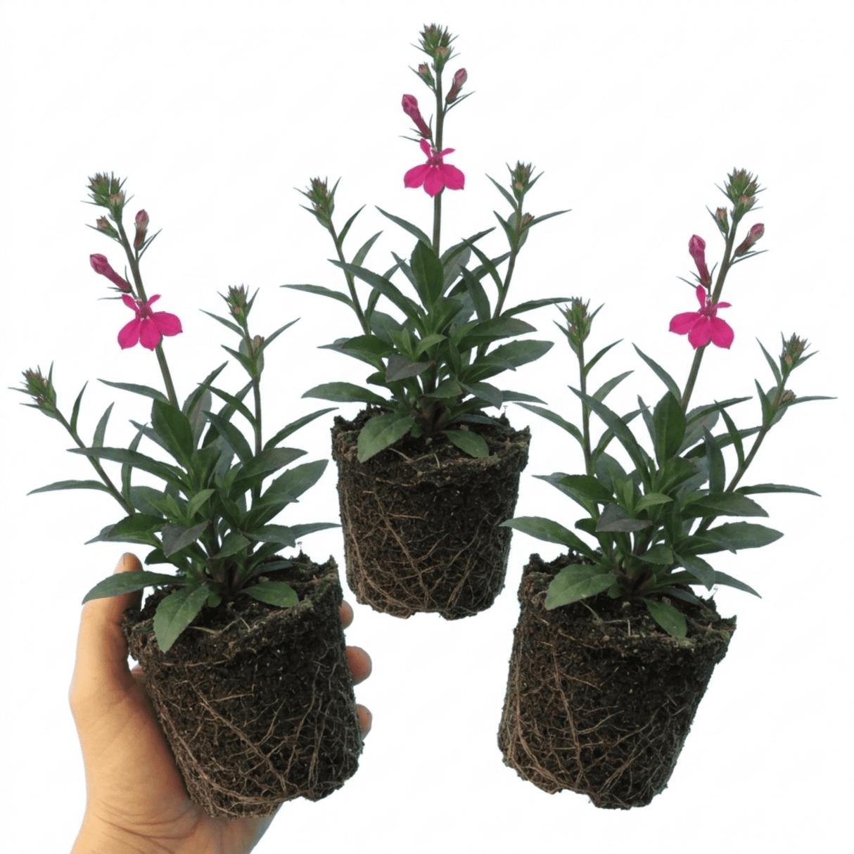 Set of 3 or 6 Lobelia Starship Deep Rose Upright Hardy Perennial Plants, Summer Garden Ready, 1 Litre Root Ball - Frankton's