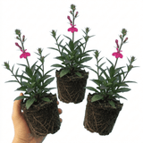 Set of 3 or 6 Lobelia Starship Deep Rose Upright Hardy Perennial Plants, Summer Garden Ready, 1 Litre Root Ball - Frankton's