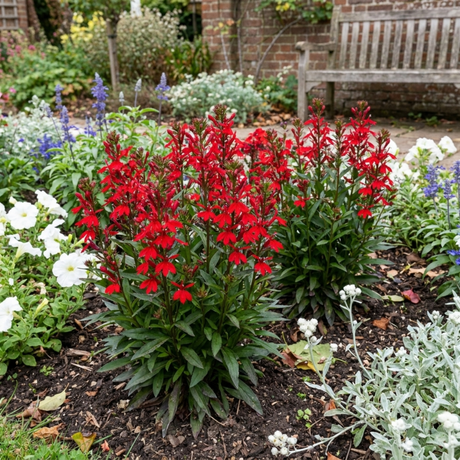 Set of 3 or 6 Lobelia Starship Scarlet Upright Hardy Perennial Plants, Summer Bedding, Garden Ready, 1 Litre Root Ball - Frankton's