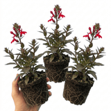 Set of 3 or 6 Lobelia Starship Scarlet Upright Hardy Perennial Plants, Summer Bedding, Garden Ready, 1 Litre Root Ball - Frankton's