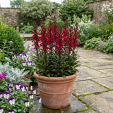 Set of 3 or 6 Lobelia Starship Scarlet Upright Hardy Perennial Plants, Summer Bedding, Garden Ready, 1 Litre Root Ball - Frankton's
