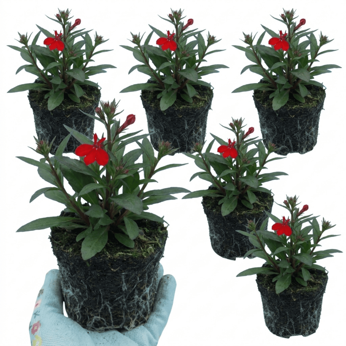 Set of 3 or 6 Lobelia Starship Scarlet Upright Hardy Perennial Plants, Summer Bedding, Garden Ready, 1 Litre Root Ball - Frankton's