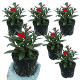 Set of 3 or 6 Lobelia Starship Scarlet Upright Hardy Perennial Plants, Summer Bedding, Garden Ready, 1 Litre Root Ball - Frankton's