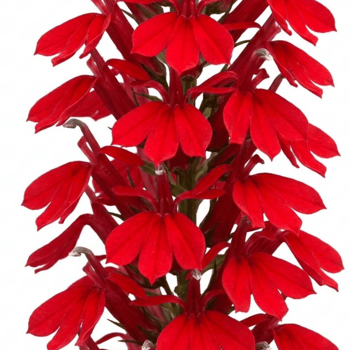 Set of 3 or 6 Lobelia Starship Scarlet Upright Hardy Perennial Plants, Summer Bedding, Garden Ready, 1 Litre Root Ball - Frankton's