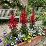 Set of 3 or 6 Lobelia Starship Scarlet Upright Hardy Perennial Plants, Summer Bedding, Garden Ready, 1 Litre Root Ball - Frankton's