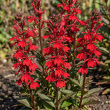 Set of 3 or 6 Lobelia Starship Scarlet Upright Hardy Perennial Plants, Summer Bedding, Garden Ready, 1 Litre Root Ball - Frankton's