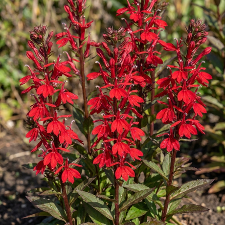 Set of 3 or 6 Lobelia Starship Scarlet Upright Hardy Perennial Plants, Summer Bedding, Garden Ready, 1 Litre Root Ball - Frankton's