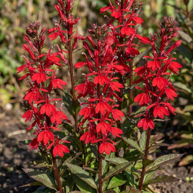 Set of 3 or 6 Lobelia Starship Scarlet Upright Hardy Perennial Plants, Summer Bedding, Garden Ready, 1 Litre Root Ball - Frankton's