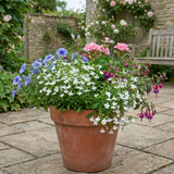 Set of 3 or 6 Lobelia Upright Sweet Springs White Flowering Plants, Summer Flowering Bedding, Garden Ready, 10.5cm Root Ball - Frankton's