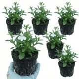 Set of 3 or 6 Lobelia Upright Sweet Springs White Flowering Plants, Summer Flowering Bedding, Garden Ready, 10.5cm Root Ball - Frankton's