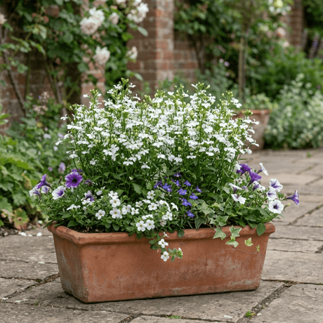 Set of 3 or 6 Lobelia Upright Sweet Springs White Flowering Plants, Summer Flowering Bedding, Garden Ready, 10.5cm Root Ball - Frankton's