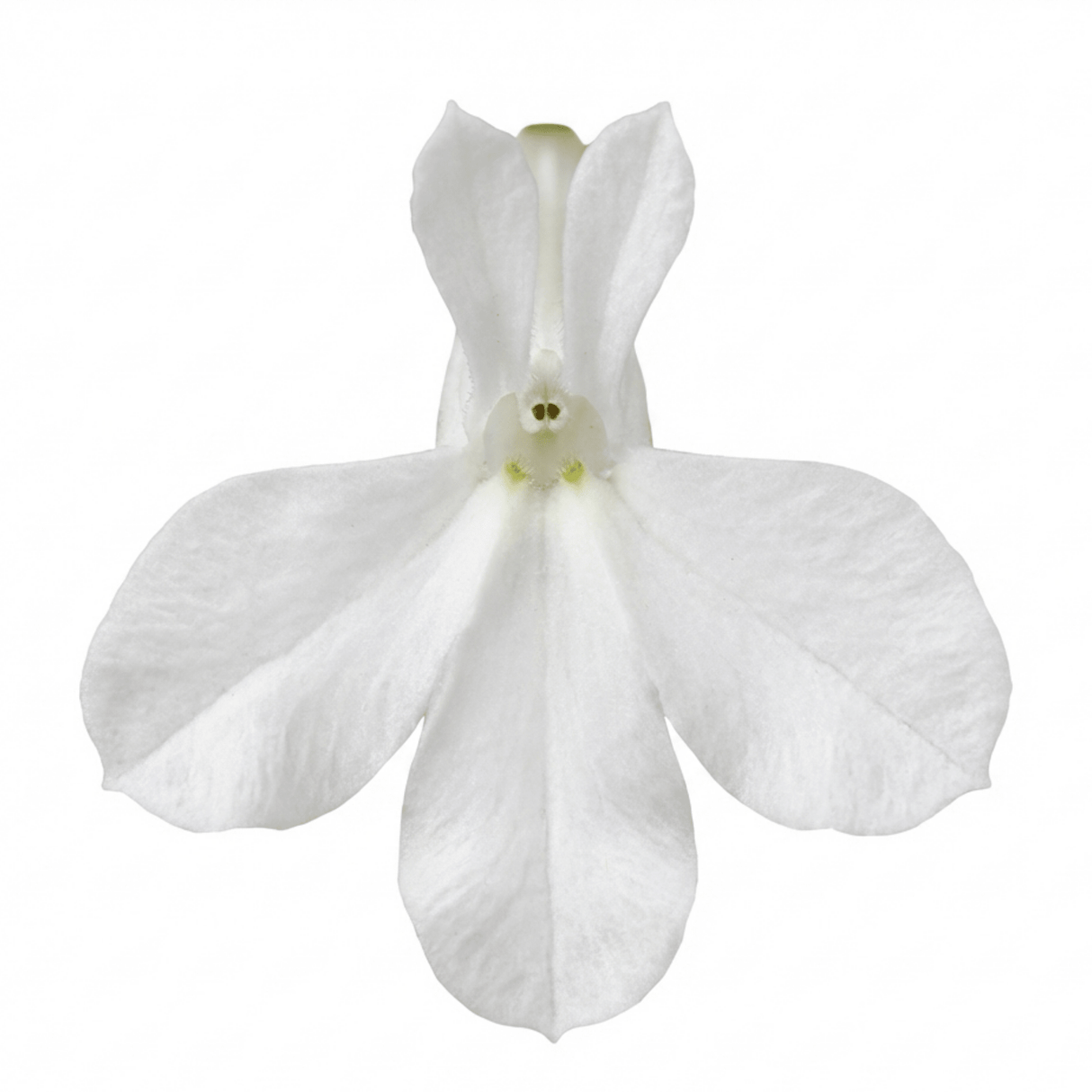 Set of 3 or 6 Lobelia Upright Sweet Springs White Flowering Plants, Summer Flowering Bedding, Garden Ready, 10.5cm Root Ball - Frankton's