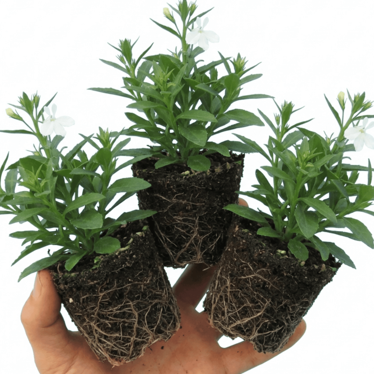 Set of 3 or 6 Lobelia Upright Sweet Springs White Flowering Plants, Summer Flowering Bedding, Garden Ready, 10.5cm Root Ball - Frankton's