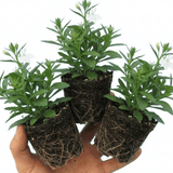 Set of 3 or 6 Lobelia Upright Sweet Springs White Flowering Plants, Summer Flowering Bedding, Garden Ready, 10.5cm Root Ball - Frankton's