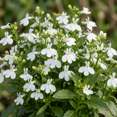Set of 3 or 6 Lobelia Upright Sweet Springs White Flowering Plants, Summer Flowering Bedding, Garden Ready, 10.5cm Root Ball - Frankton's