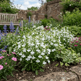 Set of 3 or 6 Lobelia Upright Sweet Springs White Flowering Plants, Summer Flowering Bedding, Garden Ready, 10.5cm Root Ball - Frankton's