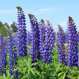 Set of 3 or 6 Lupin Legendary Blue, Ready to Plant in Your Garden, Peat Free - Frankton's