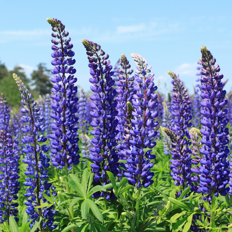 Set of 3 or 6 Lupin Legendary Blue, Ready to Plant in Your Garden, Peat Free - Frankton's