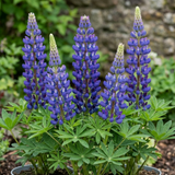 Set of 3 or 6 Lupin Legendary Blue, Ready to Plant in Your Garden, Peat Free - Frankton's