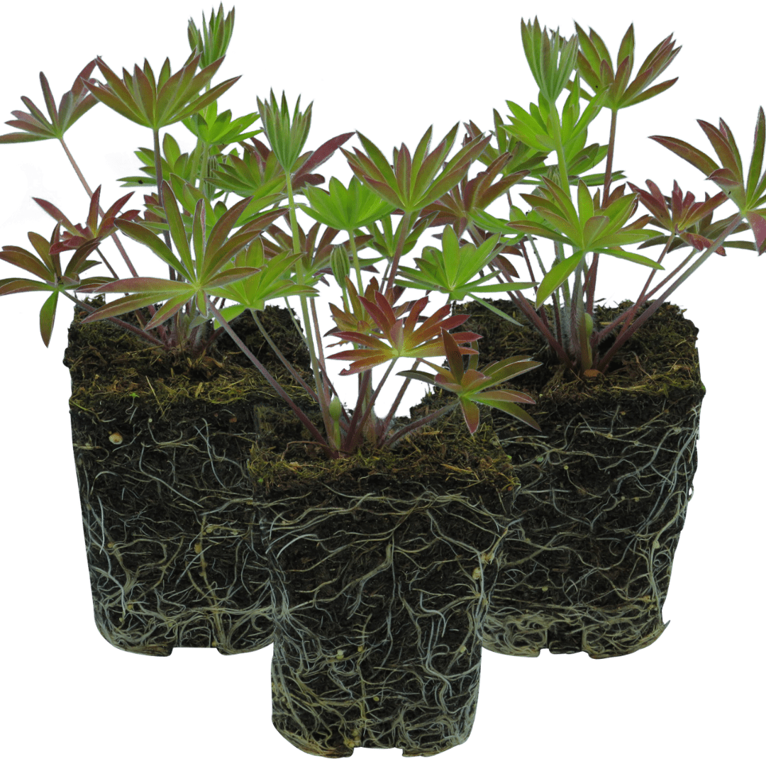 Set of 3 or 6 Lupin Legendary Blue, Ready to Plant in Your Garden, Peat Free - Frankton's