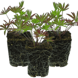 Set of 3 or 6 Lupin Legendary Blue, Ready to Plant in Your Garden, Peat Free - Frankton's