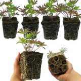 Set of 3 or 6 Lupin Legendary Blue, Ready to Plant in Your Garden, Peat Free - Frankton's