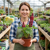 Set of 3 or 6 Lupin Legendary Red Hardy Perennial Plants, Summer Flowering, Bee Friendly Lupins, Outdoor Garden Ready, 1 Litre Root-Ball - Frankton's