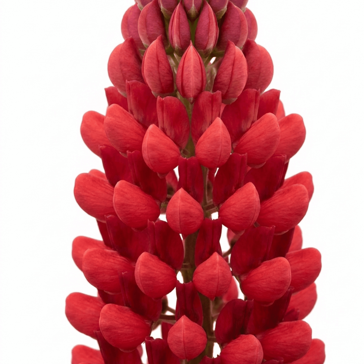 Set of 3 or 6 Lupin Legendary Red Hardy Perennial Plants, Summer Flowering, Bee Friendly Lupins, Outdoor Garden Ready, 1 Litre Root-Ball - Frankton's