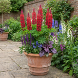 Set of 3 or 6 Lupin Legendary Red Hardy Perennial Plants, Summer Flowering, Bee Friendly Lupins, Outdoor Garden Ready, 1 Litre Root-Ball - Frankton's