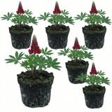 Set of 3 or 6 Lupin Legendary Red Hardy Perennial Plants, Summer Flowering, Bee Friendly Lupins, Outdoor Garden Ready, 1 Litre Root-Ball - Frankton's