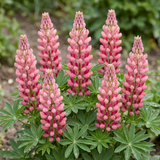 Set of 3 or 6 Lupin Legendary Rose Hardy Perennial Plants, Summer Flowering Cottage Garden Plants, Outdoor Garden Ready, 1 Litre Root-Ball - Frankton's