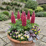 Set of 3 or 6 Lupin Legendary Rose Hardy Perennial Plants, Summer Flowering Cottage Garden Plants, Outdoor Garden Ready, 1 Litre Root-Ball - Frankton's