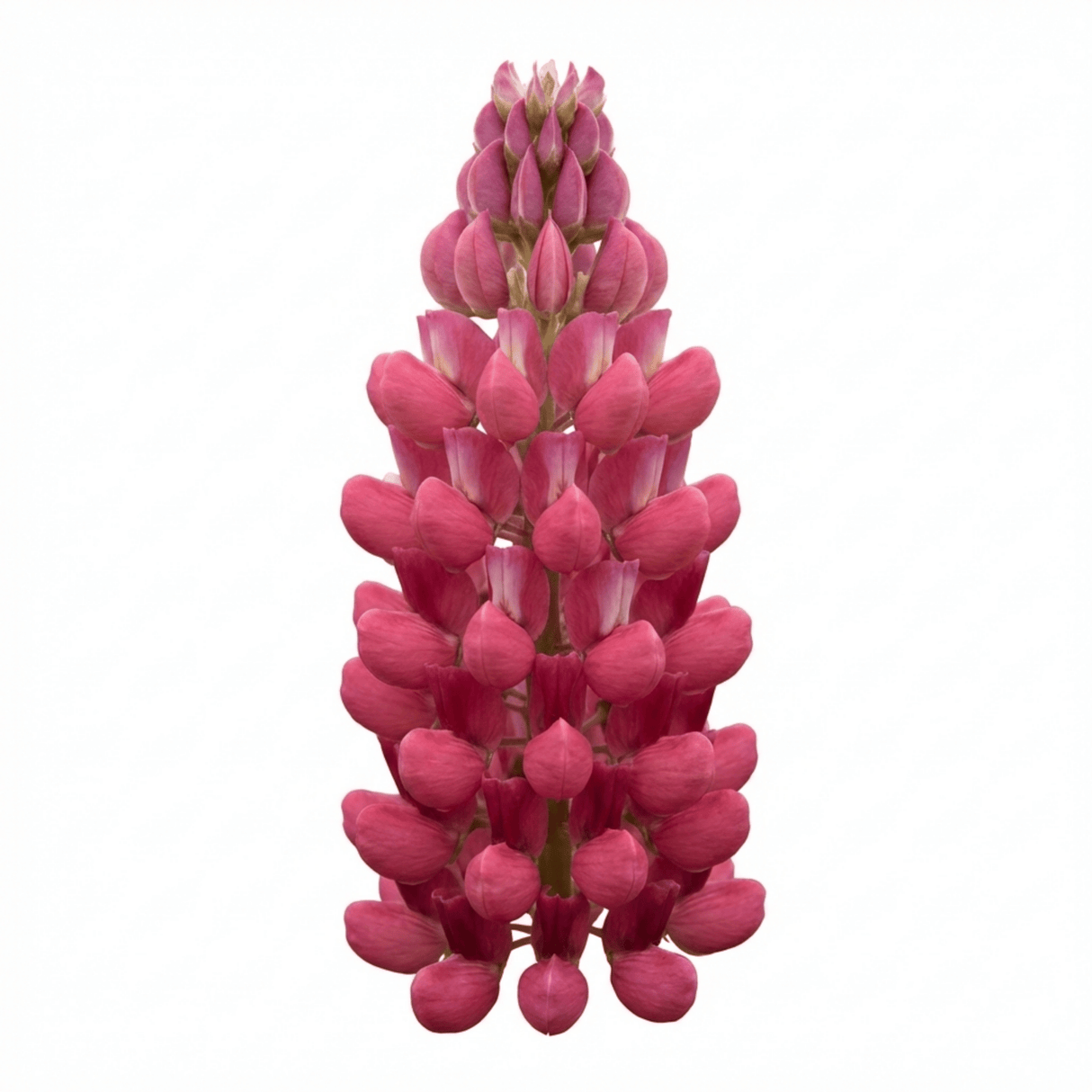Set of 3 or 6 Lupin Legendary Rose Hardy Perennial Plants, Summer Flowering Cottage Garden Plants, Outdoor Garden Ready, 1 Litre Root-Ball - Frankton's