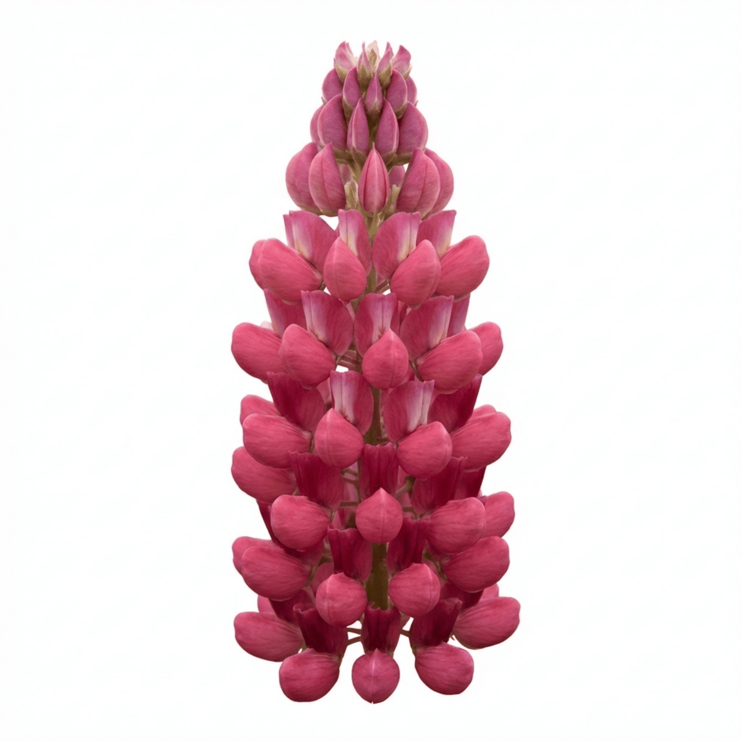 Set of 3 or 6 Lupin Legendary Rose Hardy Perennial Plants, Summer Flowering Cottage Garden Plants, Outdoor Garden Ready, 1 Litre Root-Ball - Frankton's