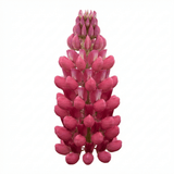Set of 3 or 6 Lupin Legendary Rose Hardy Perennial Plants, Summer Flowering Cottage Garden Plants, Outdoor Garden Ready, 1 Litre Root-Ball - Frankton's