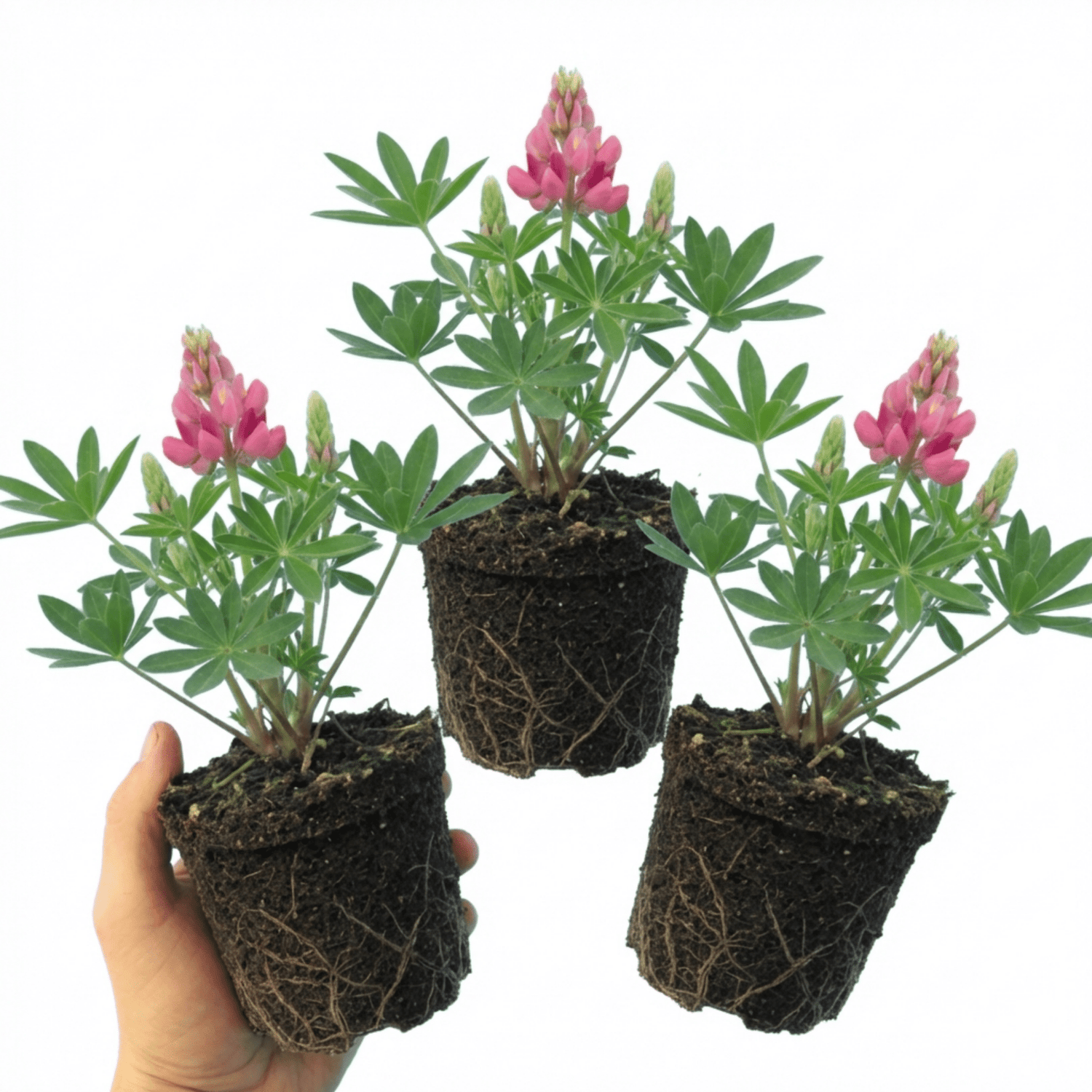 Set of 3 or 6 Lupin Legendary Rose Hardy Perennial Plants, Summer Flowering Cottage Garden Plants, Outdoor Garden Ready, 1 Litre Root-Ball - Frankton's
