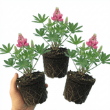 Set of 3 or 6 Lupin Legendary Rose Hardy Perennial Plants, Summer Flowering Cottage Garden Plants, Outdoor Garden Ready, 1 Litre Root-Ball - Frankton's