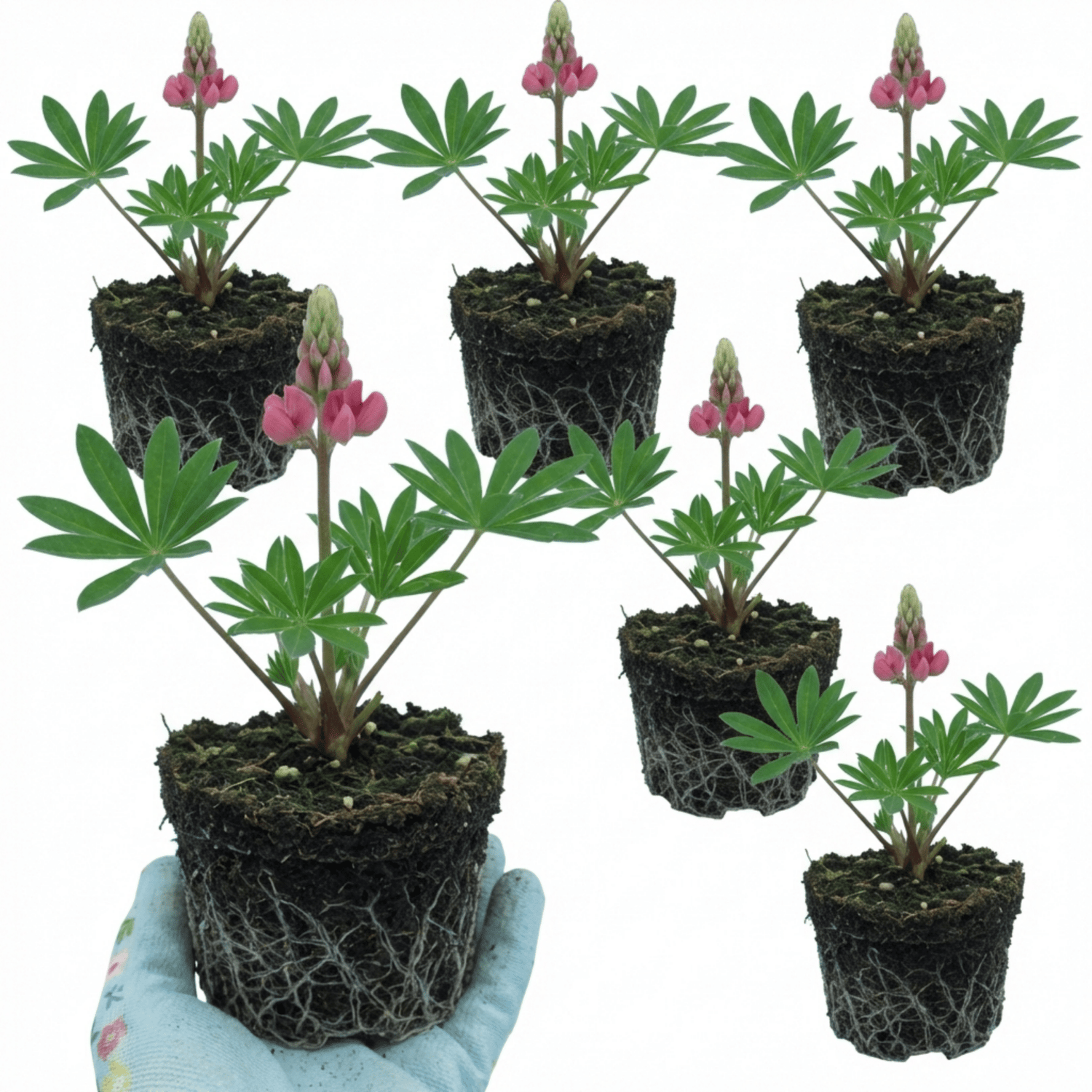 Set of 3 or 6 Lupin Legendary Rose Hardy Perennial Plants, Summer Flowering Cottage Garden Plants, Outdoor Garden Ready, 1 Litre Root-Ball - Frankton's