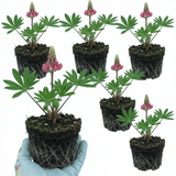 Set of 3 or 6 Lupin Legendary Rose Hardy Perennial Plants, Summer Flowering Cottage Garden Plants, Outdoor Garden Ready, 1 Litre Root-Ball - Frankton's