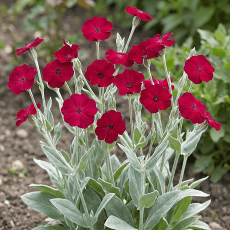 Set of 3 or 6 Lychnis atrosanguinea Hardy Perennial Plants, Summer Flowering, Bee-Friendly Cottage Garden Plant, 1L Root Ball - Frankton's