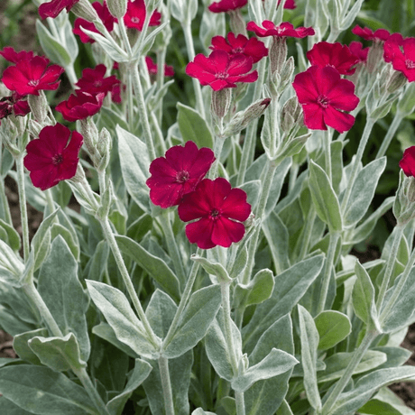 Set of 3 or 6 Lychnis atrosanguinea Hardy Perennial Plants, Summer Flowering, Bee-Friendly Cottage Garden Plant, 1L Root Ball - Frankton's