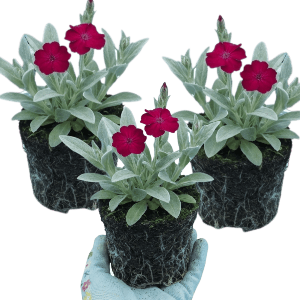 Set of 3 or 6 Lychnis Atrosanguinea ‘Rose Campion’ Hardy Cottage Garden Perennial Plants, Summer Flowering, Outdoor Garden Ready, 1 Litre Root-Ball - Frankton's